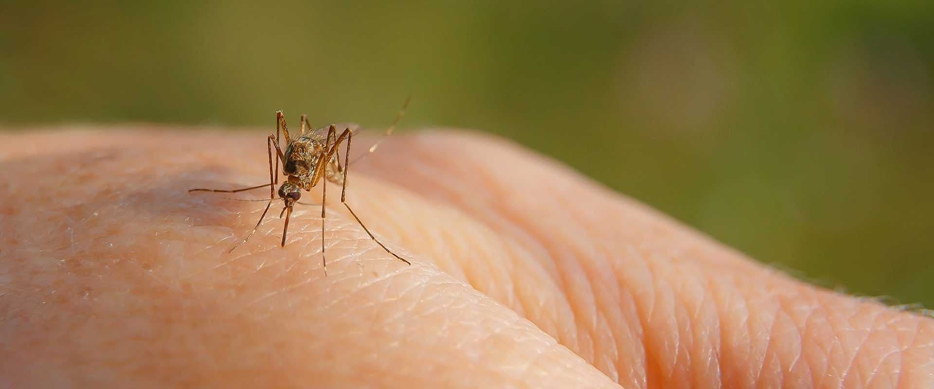 Which-Mosquito-Killing-System-is-Best-for-Me
