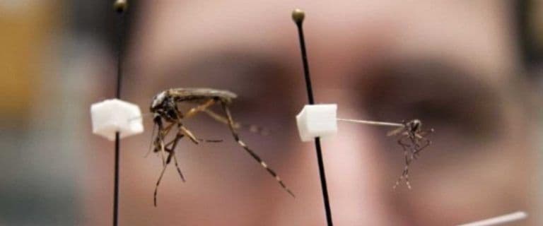 Mosquito-control-system-LYFE-outdoor