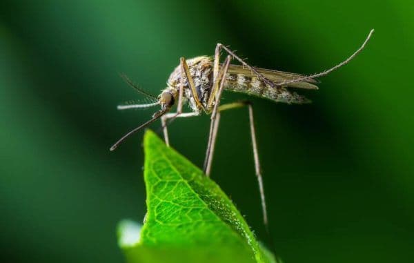 mosquito on leaf