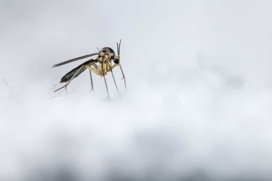 mosquito mist